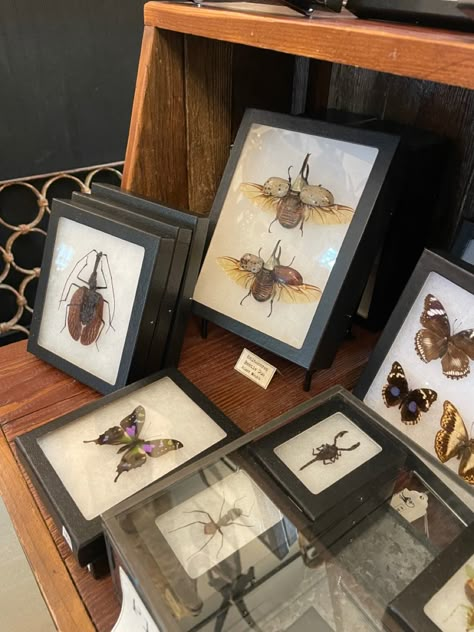 Bug Display Diy, Bug Pinning Aesthetic, Bug Room Decor, Pinning Bugs, Pinned Bug Display, Bug Pinning Display, Pinning Insects, Taxidermy Frame, Bug Taxidermy Diy