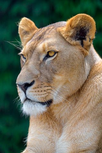 Profile Portrait, Female Lion, Rose Trees, The Pretty, Big Eyes, Big Cats, Lion, Mural, Animals