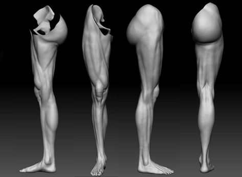 ArtStation - Leg Study, Josh Stoneley Leg Study, Leg Muscles Anatomy, Leg Reference, Leg Anatomy, Human Muscle Anatomy, Anatomy Sculpture, Human Leg, Anatomy Models, Human Anatomy Drawing