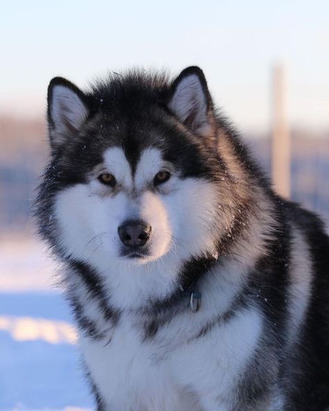 Alaskan Malamute Aesthetic, Alaska Animals, Alaskan Malamute Puppies, Malamute Husky, Cute Husky Puppies, Malamute Dog, Every Dog Breed, Malamute Puppies, Alaskan Malamute