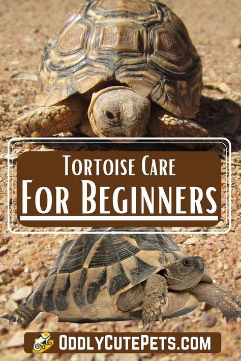 Desert Tortoise Habitat Indoor, Pet Tortoise Habitat, How To Take Care Of A Tortoise, Small Tortoise Habitat Indoor, Tortoise Pet Care, Outside Tortoise Habitat Ideas, Pet Tortoise Aesthetic, Desert Tortoise Food, Tortoise Tank Ideas Indoor