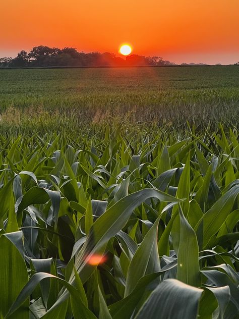 Farming Wallpaper Iphone, Agronomy Aesthetic, Farming Background Wallpapers, Agriculture Photography Farmers, Agriculture Aesthetic, Agriculture Wallpaper Hd, Farming Aesthetic, Agriculture Pictures, Corn Farm