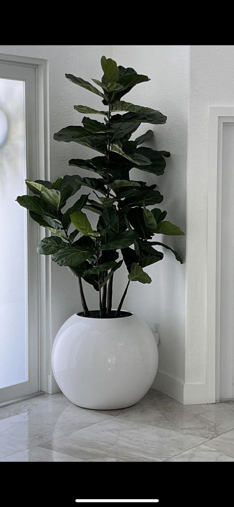 Room Flowers Decoration, Flower Pots Indoor, House Purchase, Large Indoor Plants, Flowers For Home, Flower Home Decor, Potted Plants Outdoor, Living Room Plants, Flowers For Sale