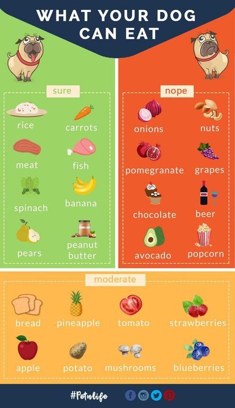 What Foods Can My Dog Eat? What Can My Dog Eat, What Dogs Cant Eat Chart, What Food Can Dogs Eat, Dog Foods They Can Eat, Health Dog Food Recipes, Foods That Dogs Can Eat, Food That Dogs Can Eat, What Can Dogs Eat And Not Eat, What Foods Can Dogs Eat