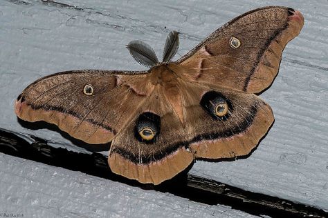 Brown Moth Aesthetic, Moth Brown, Insects Fashion, Polyphemus Moth, Beautiful Moths, Brown Bugs, Brown Moth, Moth Man, Porch Lights