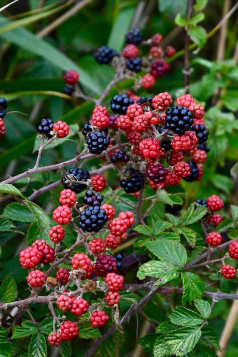 Wild Fruits And Berries, Wild Berries Aesthetic, Grandmother Spider, Jamming Aesthetic, Wild Blackberries, Forest Berries, Growing Blackberries, Blackberry Picking, Blackberry Crumble