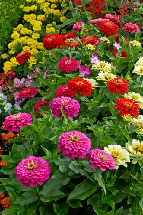 Zinnia Garden, Zinnia Flower, Zinnia Elegans, Garden Tattoo, Plants Ideas, Zinnia Flowers, Aesthetic Garden, Garden Aesthetic, Garden Help