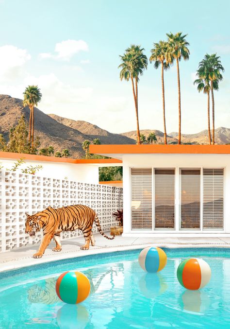 Pool Desert Tiger by Paul Fuentes | LUMAS Motel Ideas, Paul Fuentes, Miami Art Deco, Tiger Artwork, Pool Art, Funny Decor, Photography Series, Miami Art, Mexican Artists