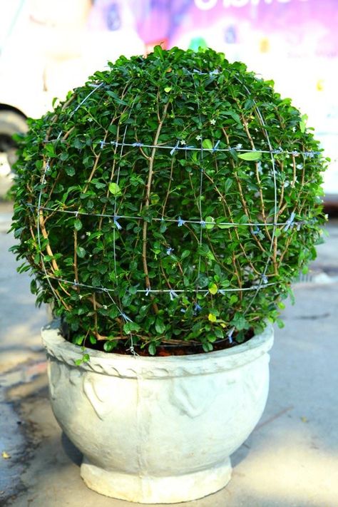 Pruning Topiary Template | how to create a boxwood topiary using wire as a template for pruning ... Diy Topiary, Boxwood Landscaping, Garden Topiary, Outdoor Topiary, Boxwood Garden, Topiary Garden, Backyard Flowers, Boxwood Topiary, Miniature Trees