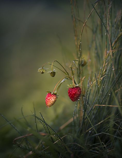 Foto Macro, Image Nature, Wild Strawberries, Fruit Garden, Nature Girl, Nature Pictures, Mother Earth, Nature Beauty, Beautiful World