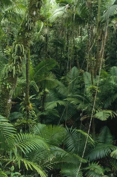 El Yunque National Forest, Rainforest Trees, Jungle Photography, Color Day, Jungle Forest, Jungle Art, Tropical Forest, Forest Photography, Tropical Rainforest