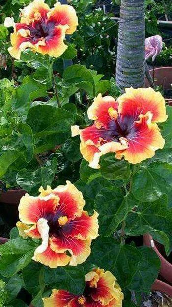 Foto Lion Queen, Growing Hibiscus, Hibiscus Tree, Hibiscus Garden, Hibiscus Plant, Hidden Valley, Unusual Flowers, Hawaiian Flowers, Easy Garden