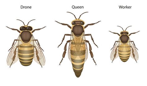 ROYAL JELLY It is the primary food source for the queen bee throughout her entire lifespan. The queen consumes it exclusively, which enables her to grow larger and live longer than the worker bees. This  diet  contributes to the queen's enhanced reproductive capacity. #bees Queen Honey Bee, Honey Bee Facts, Drone Bee, Bee Food, Bee Images, Bee Drawing, Worker Bee, Bee Photo, Royal Jelly