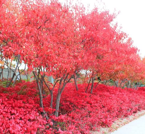 Burning Bush (Euonymus alatus ‘Compactus’) hedge and Tartarian maples both are so red! Euonymus Alatus Compactus, Cottage Yard, Mary's Garden, Euonymus Alatus, Bush Garden, Burning Bush, Fall Trees, Side Garden, Nature View