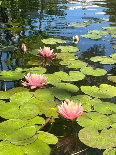 Water Lily Garden, Lily Pads Photography, Water Lillie’s, Lotus Pond Photography, Lily Pad Aesthetic, Lilypad Aesthetic, Landscape Reference Photos For Artists, Painting Lily Pads, Lilypad Art