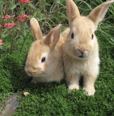 Cottage Core Aesthetic, Cottagecore Aesthetic, + Core + Aesthetic, Nature Aesthetic, The Grass, Cute Little Animals, Green Aesthetic, 귀여운 동물, Cute Bunny