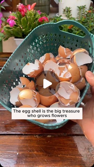 Egg Shells For Plants, Eggshells In Garden, Garden Flowers Ideas, Apartment Vegetable Garden, Raised Bed Garden Ideas, Bed Garden Ideas, Walls Interior Design, Flower Fertilizer, Grafting Plants