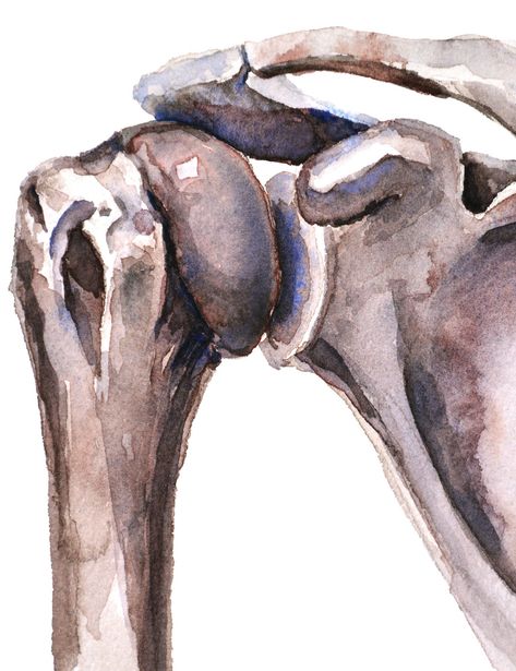 Shoulder Joint Anatomy Watercolor Print - Anatomy Art - Humerus Scapula Clavicle Watercolor - Orthopedic Art Anatomy Inspired Art, Anatomy Art Painting, Anatomy Painting, Watercolor Anatomy, Joints Anatomy, Shoulder Anatomy, Anatomy Aesthetic, Cabinet Cabinet, Anatomy Poster