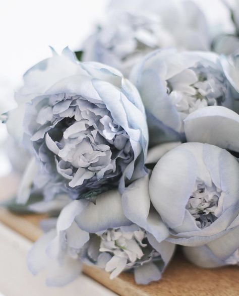 Wonderland Flowers, Pale Pink Peonies, Photo Pinterest, Blue Flower Wallpaper, Baby Blue Aesthetic, Blue Peonies, Floral Aesthetic, Aesthetic Lifestyle, Spring Wallpaper