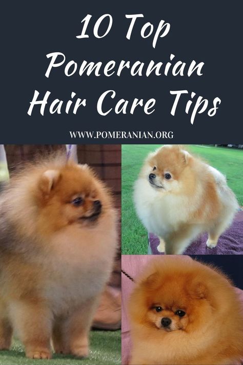 The top Pomeranian hair care tips. How to take care of Pomeranian hair explained in detail. Why the correct Pomeranian diet is immportant for Pom hair health. #dochlaggie #pomeranian Pomeranian Grooming Tips, How To Groom A Pomeranian At Home, Pomeranian Grooming, Pomeranian Training, Pomeranian Facts, Puppy Teacup, Pomeranian Haircut, Pomeranian Dogs, Dog Remedies