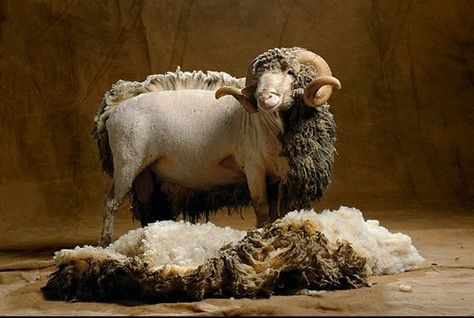 sheep being sheared. Sheep Shearing, Counting Sheep, Merino Sheep, Sheep Farm, Sheep And Lamb, Shetland Wool, Sheep Wool, Animal Kingdom, Farm Animals