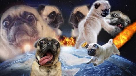 memes Funny Zoom Backgrounds, Funny Computer Wallpaper, Pug Wallpaper, Mac Backgrounds, Meme Background, Cat Background, Laptop Backgrounds, Cute Laptop Wallpaper, Cute Black Wallpaper