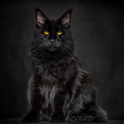 Photography by @robert_sijka ・・・ Black bear. . . #mainecoon #cat #felisgallery #robertsijka #catsofinstagram #cats_of_instagram  #weeklyfluff Black Mainecoon Cat, Mancoon Cats, Mainecoon Cat, Cat Area, Long Cat, Savannah Cat, Norwegian Forest Cat, Cat Photography, Large Cats