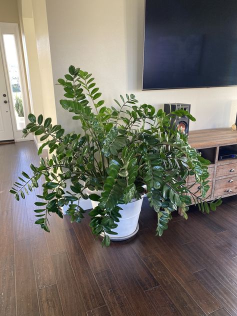 Zz Plant Aesthetic, Large Zz Plant, Zz Plant Tattoo, Zzz Plant, Zz Plant Decor, Zz Plant Care, Planta Interior, Balcony Gardening, Plant Installation