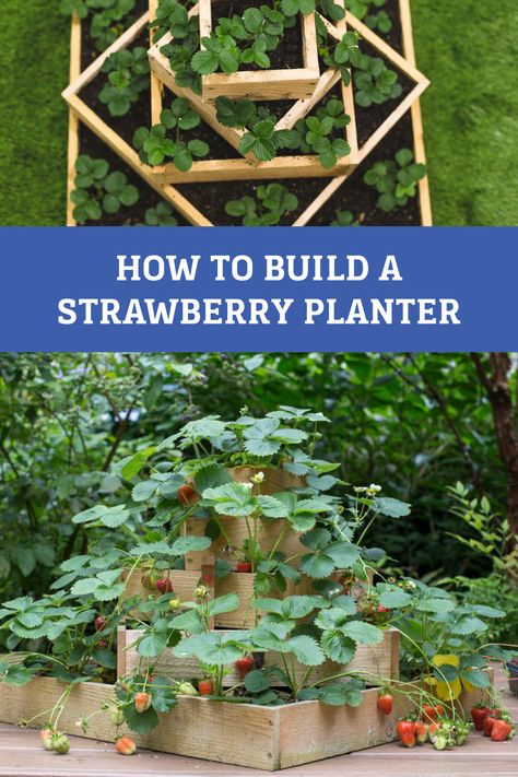 In our temperate Seattle weather, strawberries are a great plant to start in the winter as a bare-root plant that will come alive in spring. You can also wait to plant until late spring when the weather has warmed up to accommodate growth. This strawberry planter is a great way to start a small crop of berries without taking up too much space. Tiered Strawberry Planter, Strawberry Planter Ideas, Strawberry Planters Diy, Steel Deck Framing, Seattle Weather, Build A Picnic Table, Timbertech Decking, Strawberry Planter, Spring Diy Projects