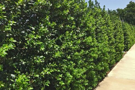 Holly Best Trees for Landscaping | Plants for Dallas - Your Source for the Best Landscape Plant ... Needlepoint Holly, Hedge Trees, Plant Palette, Evergreen Hedge, Screen Plants, Privacy Plants, Privacy Landscaping, Holly Tree, Plant Information