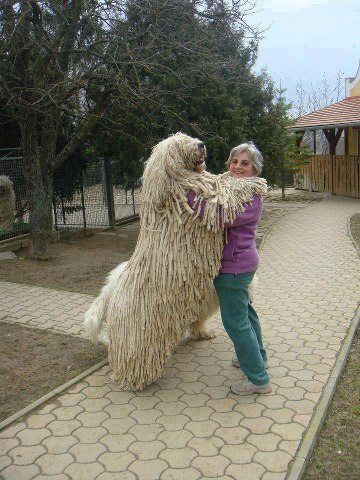 21 Dogs Who Don't Realize How Big They Are. Love the one that reaches on top of the fridge. This is worth glancing through for a good laugh. Komondor Dog, Mop Dog, Ras Anjing, Shaggy Dog, Dogs Hugging, Regnul Animal, Haiwan Comel, Anak Haiwan, Psy I Szczenięta