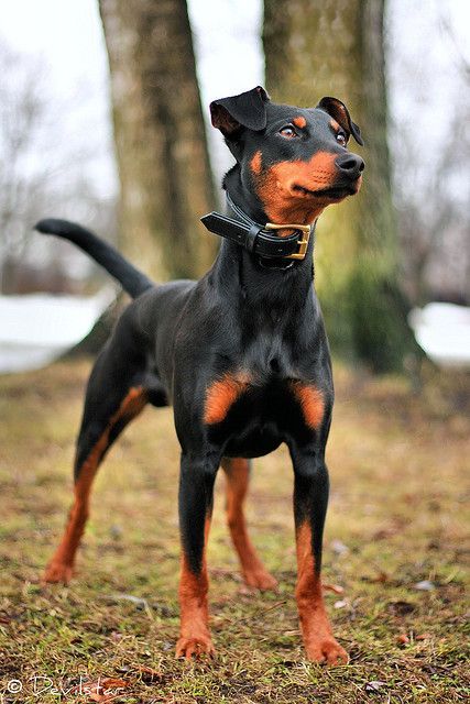 German Pinscher Doberman Rottweiler, Miniature Pinscher Puppy, Dog Muzzles, Doberman Pinscher Puppy, Dog Training Equipment, German Pinscher, Fluffy Things, Mini Pinscher, Dog Bite