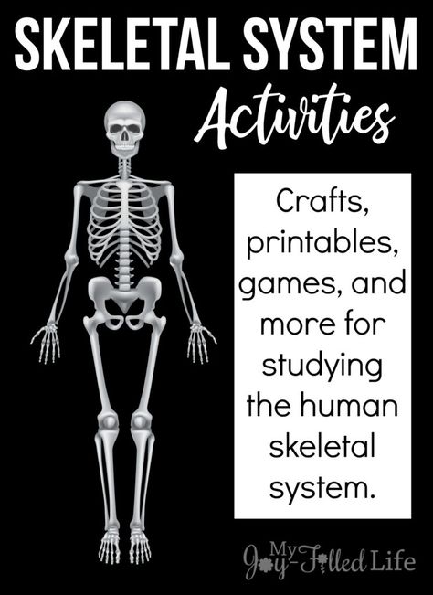 Activities for Learning About the Skeletal System Montessori, Skeletal System Project, Skeletal System Activities, Human Body System, Skeleton System, Homeschool Science Experiments, Human Skeletal System, Human Body Projects, The Skeletal System