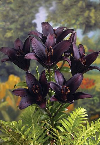 Asiatic Lily, Goth Garden, Gothic Garden, Asiatic Lilies, Midnight Garden, Black Garden, Dark Flowers, Airbrush Art, Daylilies