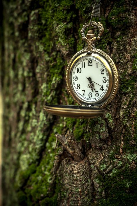 pocket watch and tree Old Pocket Watches, Enchanted Wood, Somewhere In Time, Time Keeper, Old Clocks, Peregrine, Tick Tock, Through The Looking Glass, Alice In Wonderland