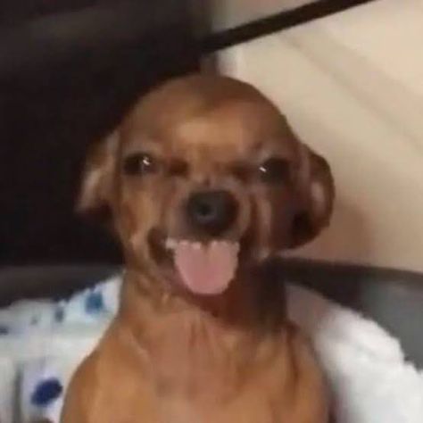 Shocked Dog Reaction Pic, Cheesing Reaction Pic, Selfie Reaction Pic, Dog Covering Nose With Paws, Sticking Tongue Out Reaction Pic, Head Scratch Reaction Pic, Dog Sticking Tongue Out, Stawpppp Reaction Pic, Chiuaua Puppy Funny