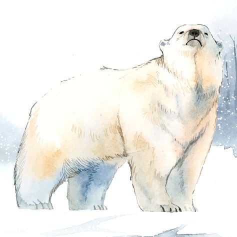 Hand-drawn polar bear in the snow watercolor style vector | free image by rawpixel.com / Niwat Polar Bear Watercolor, North Pole Animals, Pinguin Illustration, Polar Bear Tattoo, Polar Bear Drawing, Snow Watercolor, Polar Bear Illustration, Drawing Basics, Bear Sketch