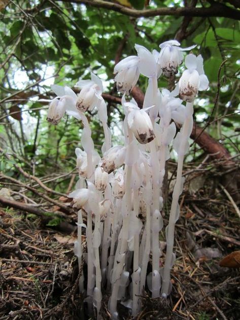 MONOTROPA UNIFLORA Monotropa Uniflora, Flowers, Nature