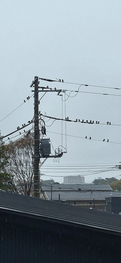 Rainy day. Birds sitting on electric wire. Birds Sitting On A Wire, Birds Sitting, Electric Wire, Electrical Wiring, Rainy Day, Electricity, Birds, Quick Saves, Nature