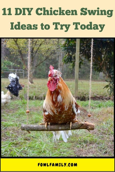 11 DIY Chicken Swing Ideas to Try Today Diy Chicken Toys Ideas, Diy Chicken Toys, Diy Swing, Chicken Toys, Diy Chicken Coop Plans, Coop Design, Diy Chicken, Perfect Chicken, Chicken Coop Plans