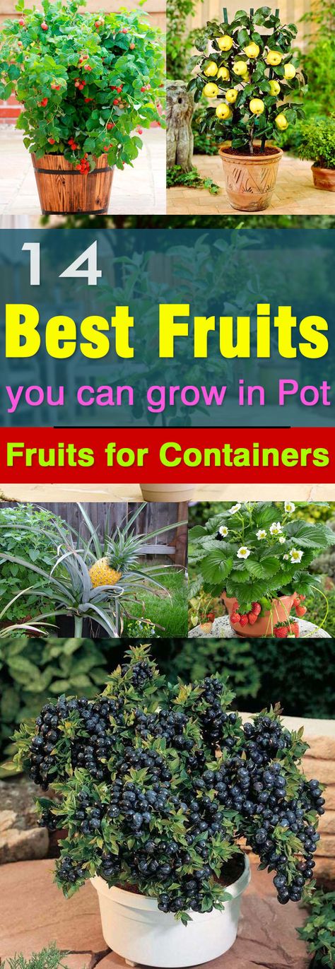 Not only the vegetables but fruits can be grown in pots too. Here are 14 best fruits to grow in containers. Apartment Gardening, Jungle Plants, Indoor Vegetables, Patio Terrace, Garden Apartment, Indoor Vegetable Gardening, Garden Veggies, Have Inspiration, The Secret Garden