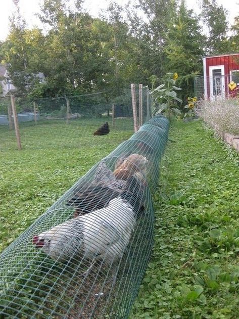 Reban Ayam, Chicken Tunnel, Garden Rows, Chicken Tunnels, Chicken Run, Easy Backyard, Keeping Chickens, Backyard Chicken Coops, Chicken Diy