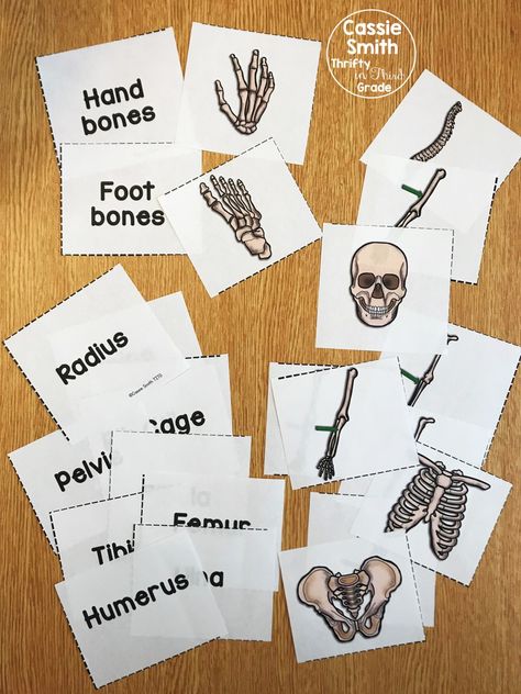 Bone Activities For Preschool, Prek Bones Activities, Skeleton Worksheet Free Printable, Skeletal System Activities For Middle School, Skeletal System Flashcards, Skeleton Unit Study, Muscular System Activities For Elementary, Skeleton Learning Activities, Bone Activities For Kids