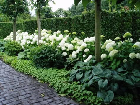 Hydrangea Landscaping, Driveway Landscaping, Garden Vines, Landscape Designs, Moon Garden, Have Inspiration, The Secret Garden, White Gardens, Garden Care