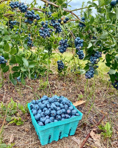 Aesthetic Fruit Trees, Blueberry Bush Aesthetic, Owning A Farm, Blueberry Farm Aesthetic, Blueberries Tree, Fruit Bushes Garden, Blueberry Picking Aesthetic, Fruit Garden Aesthetic, Blueberry Farming