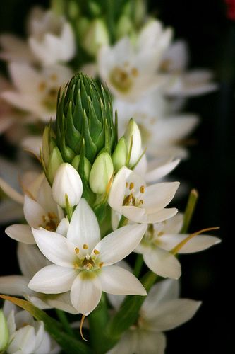 Flowers Star Of Bethlehem, Colorful Roses, Funchal, White Gardens, Exotic Flowers, Types Of Flowers, Flower Photos, Beautiful Blooms, Cut Flowers