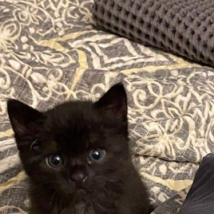 kittyollie on Instagram: "What would you name me? 🖤🥹 Check bio for amazing Black Cat products! ⭐ And Don't forget to follow our page! Follow @blackkitty0llie Follow @blackkitty0llie Credit : DM For Credit Or DM removal, no copyright infringement intended 🙏🙏 #catlife #catsagram #catlove #cats_of_day #catagram #catselfie #catworld #catphoto #catmom #katze #blackcat #blackcatsofinstagram #blackcats #blackcatsrule #blackcatlove #blackcatsofig #blackcatclub #blackcatsclub #blackcatsrock #blackcatsmatter #blackcatlover #blackcatlovers #chat #cat #catsofinstagram #cats #catstagram #catlover #catlovers #gatos" Owl Cat, Black Puppy, Cat Products, Cute Cats Photos, Kittens And Puppies, Cute Black Cats, Cat Club, Fluffy Animals, Cat Aesthetic