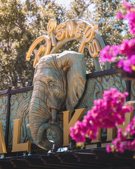 Anthony on Instagram: “If you could walk an empty park, which would you explore? I would LOVE a solo safari at Animal Kingdom! And a slow one too, I don’t want to…” Disney Parks Photography, Walt Disney World Animal Kingdom, Disney’s Animal Kingdom, Animal Kingdom Aesthetic, Walt Disney Paris, Animal Kingdom Disney World, Safari Aesthetic, Animal Kingdom Safari, Orlando Trip