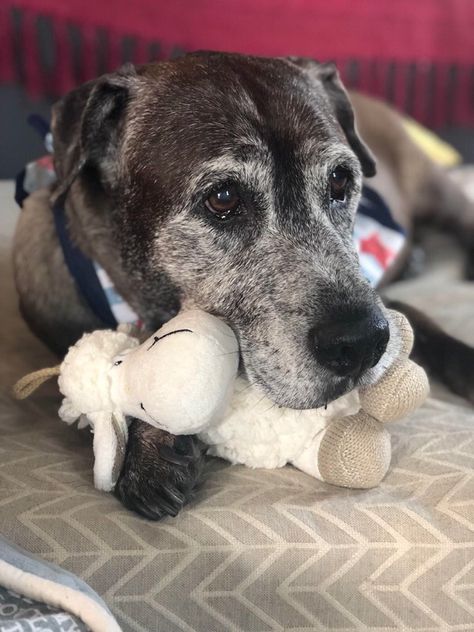 Old dogs are the best dogs Stuffed Sheep, Old Dog, Senior Dogs, A Sheep, Dog Rules, Silly Dogs, Sweet Dogs, Old Dogs, Senior Dog