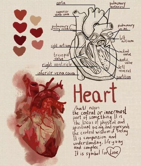 Biology Art Aesthetic, Heart Diagram Aesthetic, Anatomy Drawing Medical Art, Cardiologist Aesthetic, Biology Heart, Anatomy Aesthetic, Anatomy Chart, Medical Drawings, خريطة ذهنية